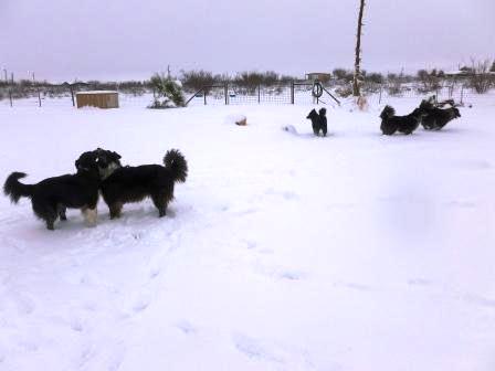 The Great Snow of 2013-01