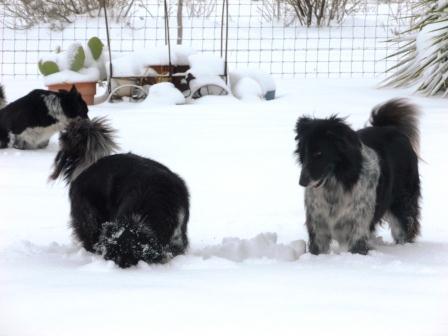 The Great Snow of 2013-13